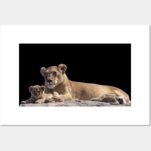 Lioness and cub Posters and Art